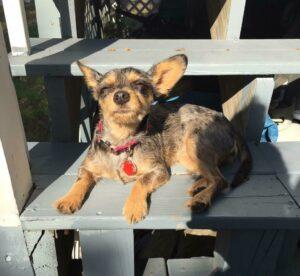 Happy Tail: Willow (formerly Gabbie) 5