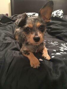 Happy Tail: Willow (formerly Gabbie) 3