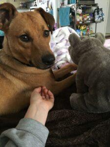 Happy Tails: Pickles 1
