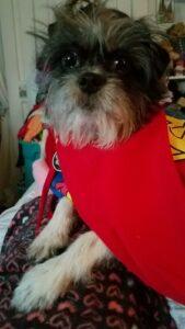 Happy Tail: Piper (formerly Bubblegum) 7