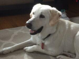 Happy Tail: Grace (formerly Lacy) 5