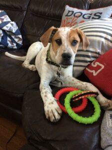Happy Tail: Shamus (formerly Bandit Peanut) 3