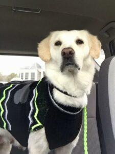 Happy Tail: Grace (formerly Lacy) 7