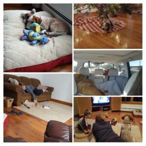 Happy Tail: Ella 3