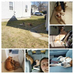 Happy Tail: Ella 1