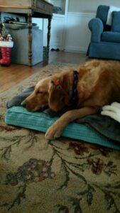 Happy Tail: Brooke 1
