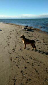 Happy Tail: Brooke 3