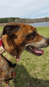 Happy Tail: Ruby (formerly Cookie) 1
