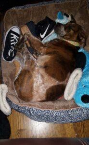 Happy Tail: Ruby (formerly Cookie) 3