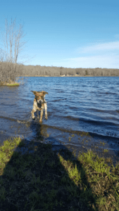 Happy Tail: Ruby (formerly Cookie) 5