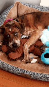 Happy Tail: Ruby (formerly Cookie) 7