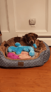 Happy Tail: Ruby (formerly Cookie) 9