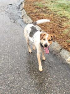 Happy Tail: Skye (formerly Rooney Reddy) 3