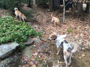 Happy Tail: Skye (formerly Rooney Reddy) 6 Happy Tail: Skye (formerly Rooney Reddy) 5