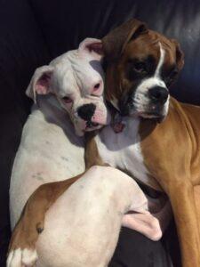 Happy Tail: Lola (formerly Sugar) 1