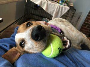 Happy Tail: Skye (formerly Rooney Reddy) 1