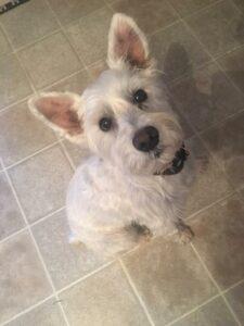 Happy Tail: Kennedy 3