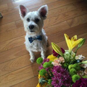Happy Tail: Kennedy 5