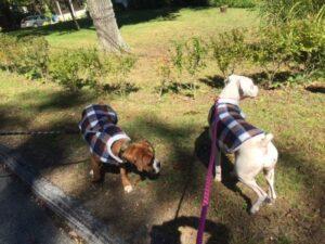 Happy Tail: Lola (formerly Sugar) 3