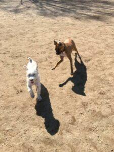 Happy Tail: Kennedy 1