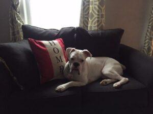 Happy Tail: Lola (formerly Sugar) 7
