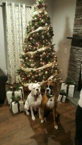 Happy Tail: Lola (formerly Sugar) 9