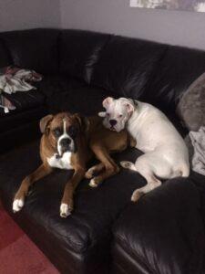 Happy Tail: Lola (formerly Sugar) 5