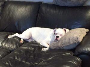Happy Tail: Lola (formerly Sugar) 11
