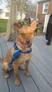 Happy Tail: Venus Medley 1