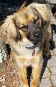 Happy Tail: Leonardo Da Vinci (formerly Bruce Lee) 1