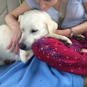 Happy Tail: Ruben 1