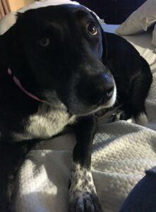 Happy Tail: Ruby (formerly Ruth) 3