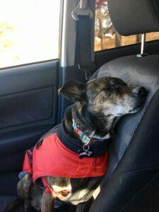 Happy Tail: Miss Rusty 1