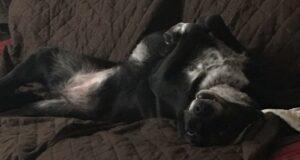 Happy Tail: Ruby (formerly Ruth) 1
