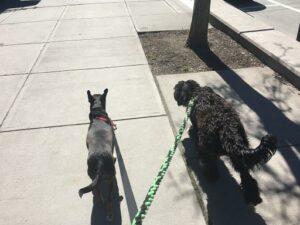 Happy Tail: Miss Rusty 5