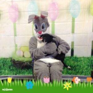 Happy Tail: Lola (formerly Shelly) 1