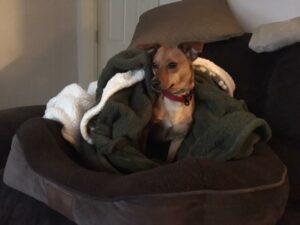 Happy Tail: Lucy (formerly Precious Pretty) 7
