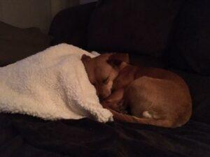 Happy Tail: Lucy (formerly Precious Pretty) 13