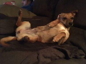 Happy Tail: Lucy (formerly Precious Pretty) 11