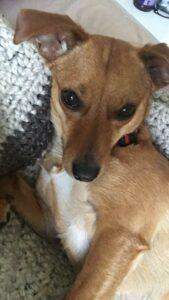 Happy Tail: Lucy (formerly Precious Pretty) 16 Happy Tail: Lucy (formerly Precious Pretty) 15