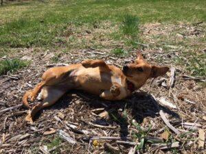 Happy Tail: Lucy (formerly Precious Pretty) 1
