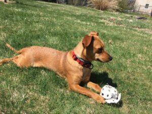 Happy Tail: Lucy (formerly Precious Pretty) 3