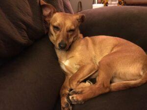 Happy Tail: Lucy (formerly Precious Pretty) 5