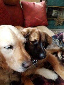 Happy Tail: Leonardo Da Vinci (formerly Bruce Lee) 5