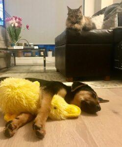 Happy Tail: Ziggy 9