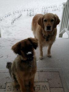 Happy Tail: Leonardo Da Vinci (formerly Bruce Lee) 3