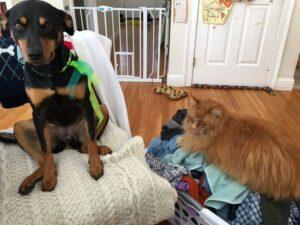 Happy Tail: Rainey 3