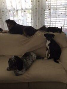 Happy Tail: Lola (formerly Shelly) 3