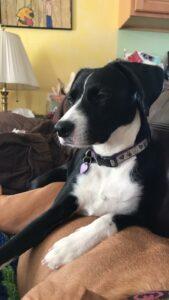 Happy Tail: Violet (formerly Holly) 1