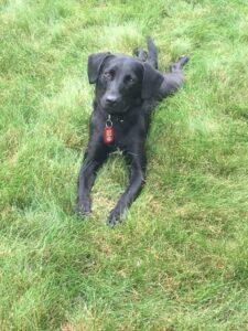 Happy Tail: Mabel (formerly Trace) 1